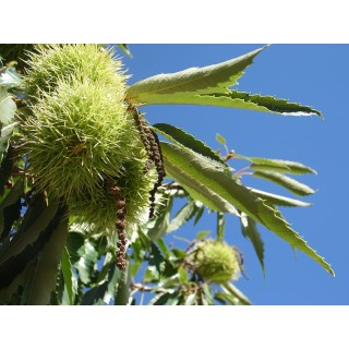 Kasztan jadalny 50–60 cm – Sadzonka z paszportem, smaczne orzechy do ogrodu