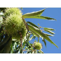 Kasztan jadalny Castanea sativa sadzonka 1-roczna 50-60 cm, goly korzeń