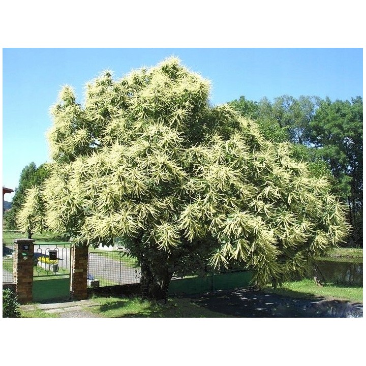 Kasztan Jadalny 50–60 cm — Sadzonka w Doniczce, Smaczne Owoce i Odporność do -25°C