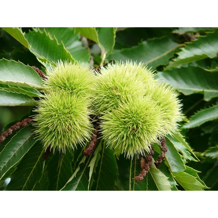 Kasztan jadalny 50–60 cm – Sadzonka z paszportem, smaczne orzechy do ogrodu