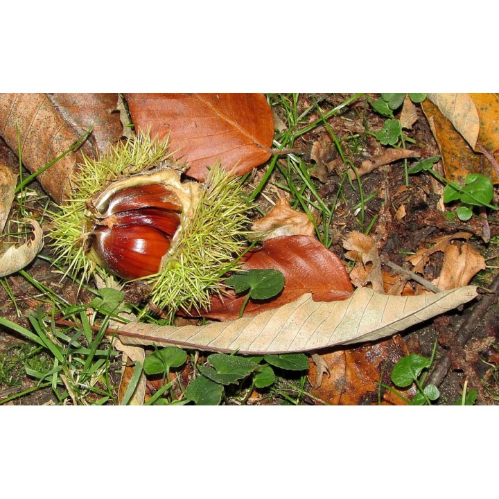 Kasztan jadalny 50–60 cm – Sadzonka z paszportem, smaczne orzechy do ogrodu