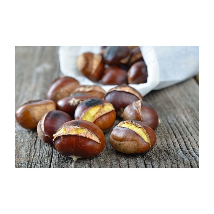 Kasztan Jadalny 50–60 cm — Sadzonka w Doniczce, Smaczne Owoce i Odporność do -25°C