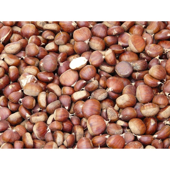 Kasztan jadalny 50–60 cm – Sadzonka z paszportem, smaczne orzechy do ogrodu