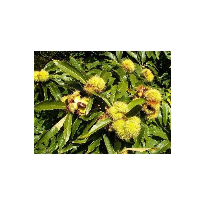 Kasztan Jadalny 50–60 cm — Sadzonka w Doniczce, Smaczne Owoce i Odporność do -25°C