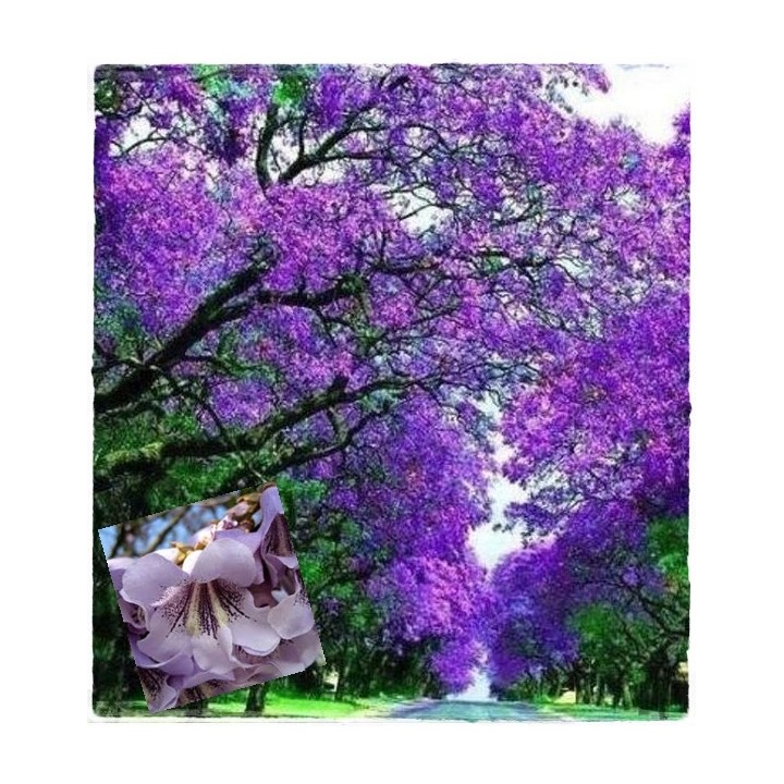 Paulownia (Drzewko Szczęścia) 2-letnia sadzonka 50–70 cm w doniczce P9 — egzotyka do ogrodu