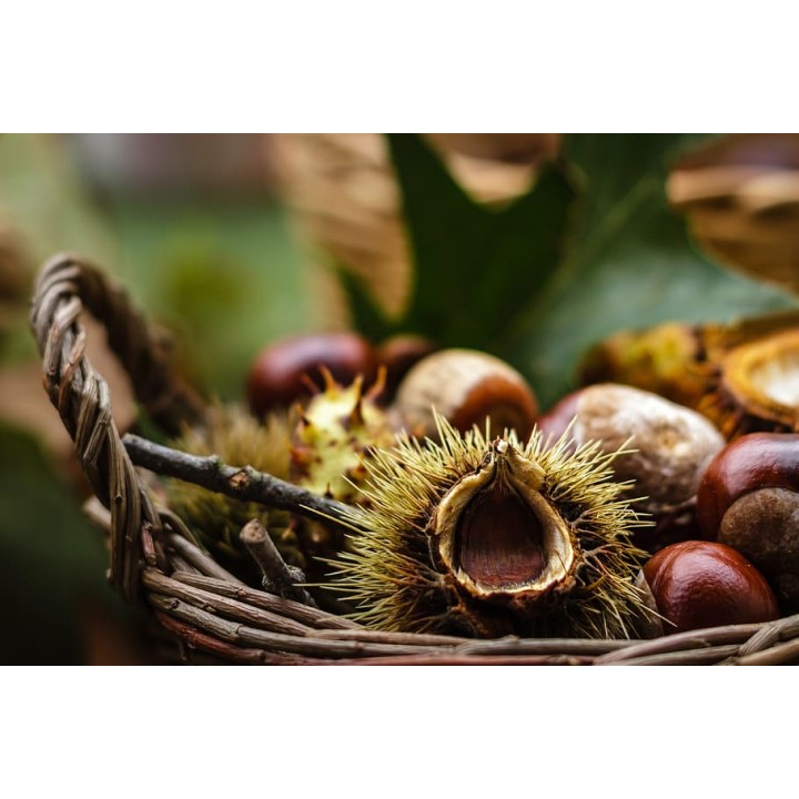 Kasztan jadalny 50–60 cm – Sadzonka z paszportem, smaczne orzechy do ogrodu