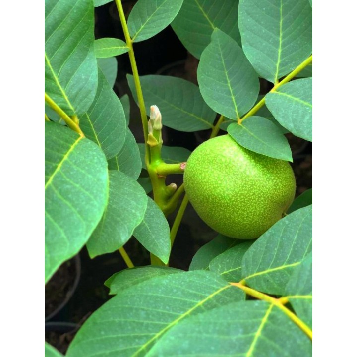 Sadzonka orzecha włoskiego 'Jacek' 100 cm — kompaktowy, mrozoodporny, duże owoce