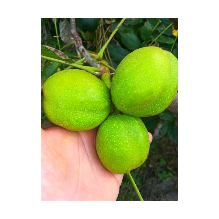 Sadzonka orzecha włoskiego 'Jacek' 100 cm — kompaktowy, mrozoodporny, duże owoce