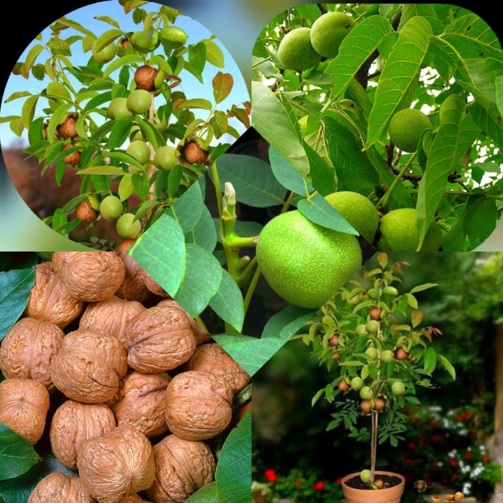 Sadzonka orzecha włoskiego 'Jacek' 100 cm — kompaktowy, mrozoodporny, duże owoce