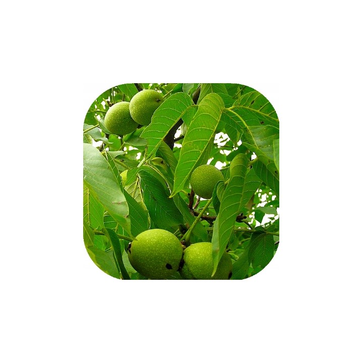 Sadzonka orzecha włoskiego 'Jacek' 100 cm — kompaktowy, mrozoodporny, duże owoce