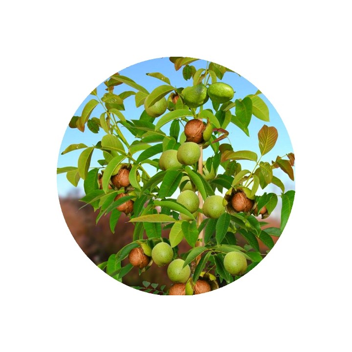 Sadzonka orzecha włoskiego 'Jacek' 100 cm — kompaktowy, mrozoodporny, duże owoce