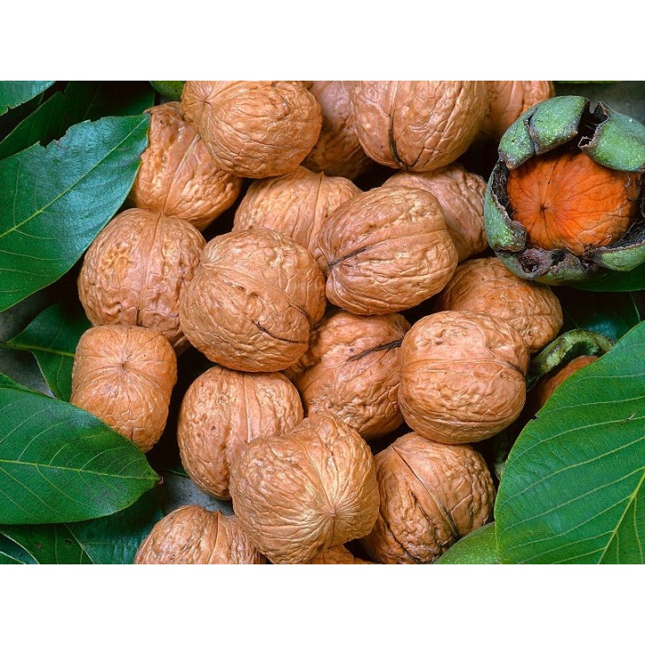 Sadzonka orzecha włoskiego 'Jacek' 100 cm — kompaktowy, mrozoodporny, duże owoce