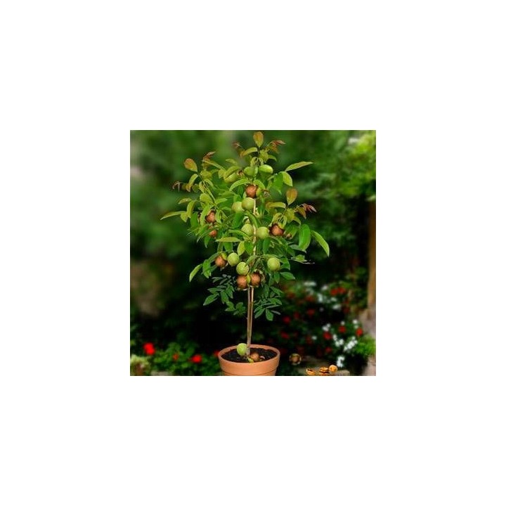 Sadzonka orzecha włoskiego 'Jacek' 100 cm — kompaktowy, mrozoodporny, duże owoce