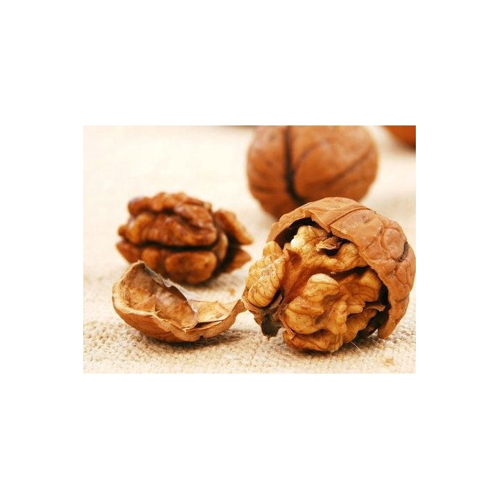 Sadzonka orzecha włoskiego 'Jacek' 100 cm — kompaktowy, mrozoodporny, duże owoce