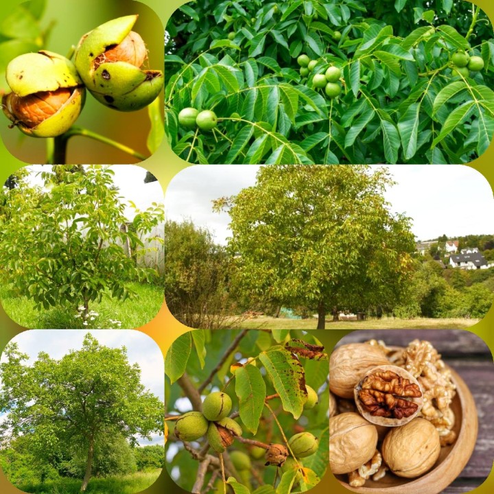 Młode sadzonki orzecha włoskiego 10–20 cm – zdrowe, ukorzenione do Twojego ogrodu