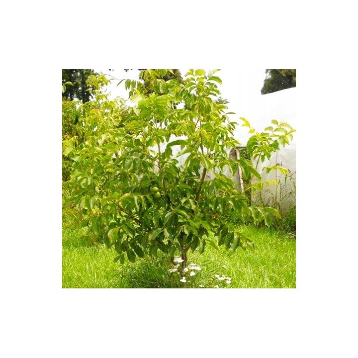 Młode sadzonki orzecha włoskiego 10–20 cm – zdrowe, ukorzenione do Twojego ogrodu