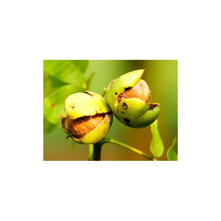 Młode sadzonki orzecha włoskiego 10–20 cm – zdrowe, ukorzenione do Twojego ogrodu