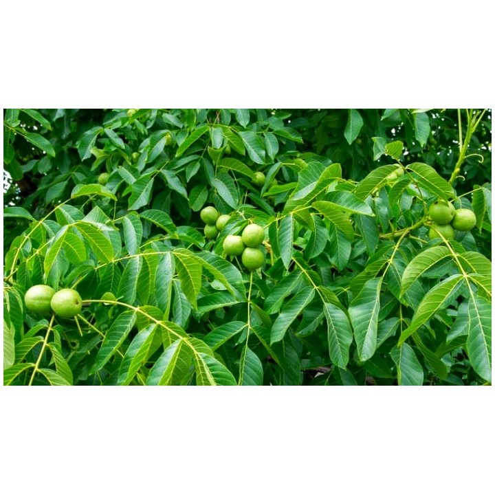 Młode sadzonki orzecha włoskiego 10–20 cm – zdrowe, ukorzenione do Twojego ogrodu