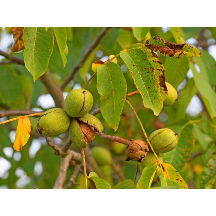 Młode sadzonki orzecha włoskiego 10–20 cm – zdrowe, ukorzenione do Twojego ogrodu