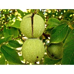 Orzech włoski szczepiony 'Jacek' (Juglans regia) sadzonka wys. 100 cm