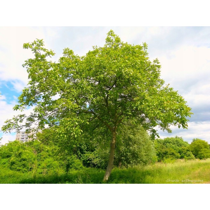 Młode sadzonki orzecha włoskiego 10–20 cm – zdrowe, ukorzenione do Twojego ogrodu