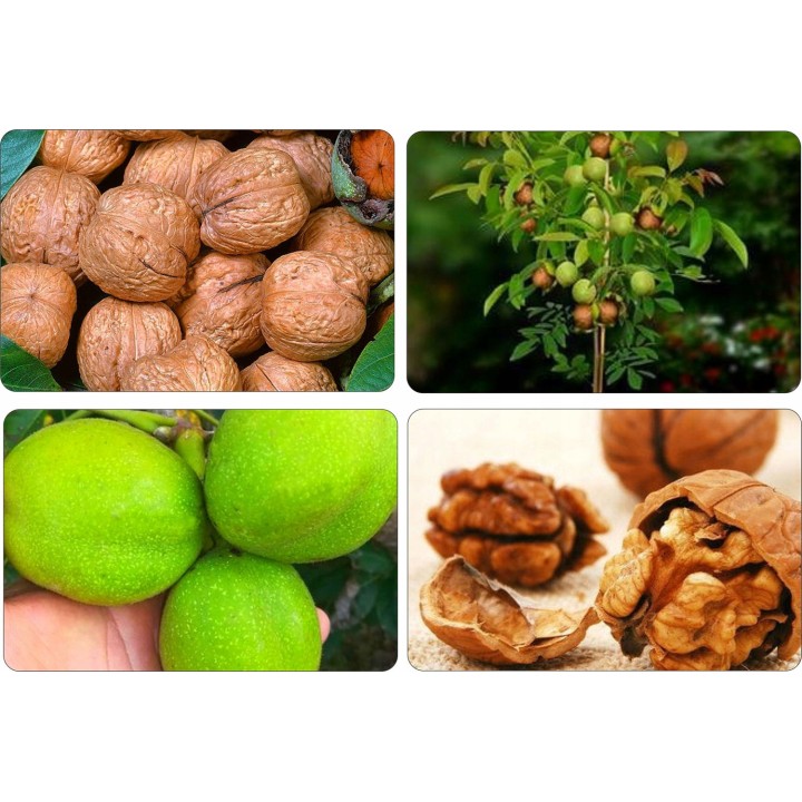 Orzech włoski szczepiony "Jacek" – duże owoce, cienka skorupka, sadzonka 100 cm
