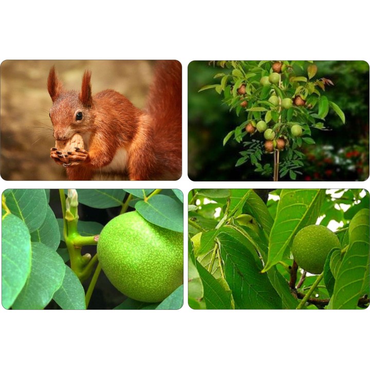Orzech włoski szczepiony "Jacek" – duże owoce, cienka skorupka, sadzonka 100 cm