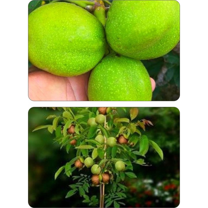 Orzech włoski szczepiony "Jacek" – duże owoce, cienka skorupka, sadzonka 100 cm