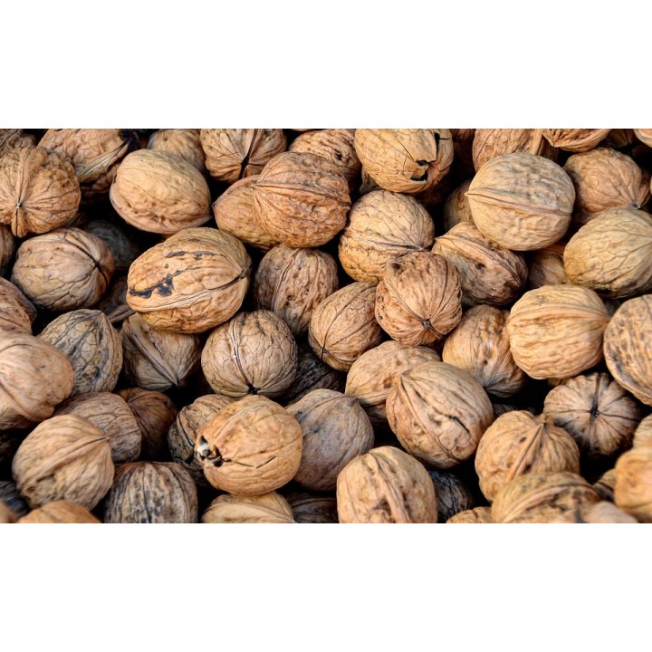 Orzech włoski Juglans regia – Pakiet 10 sadzonek 10–20 cm, zdrowe drzewa z paszportem