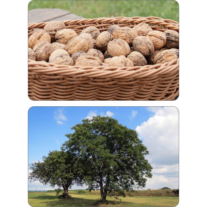 Orzech włoski szczepiony "Jacek" – duże owoce, cienka skorupka, sadzonka 100 cm