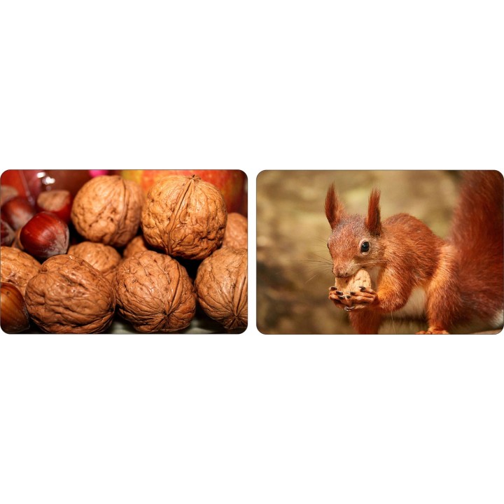 Orzech włoski Juglans regia – Pakiet 10 sadzonek 10–20 cm, zdrowe drzewa z paszportem