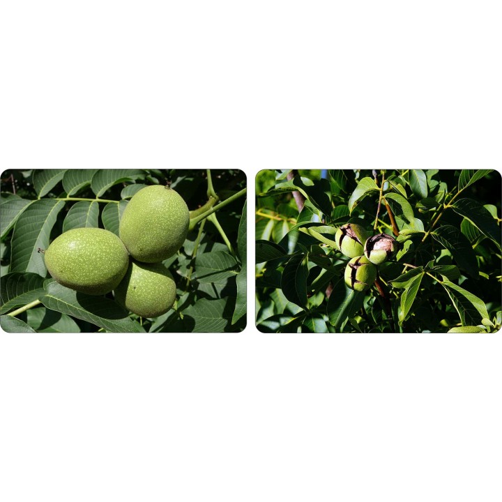 Orzech włoski Juglans regia – Pakiet 10 sadzonek 10–20 cm, zdrowe drzewa z paszportem