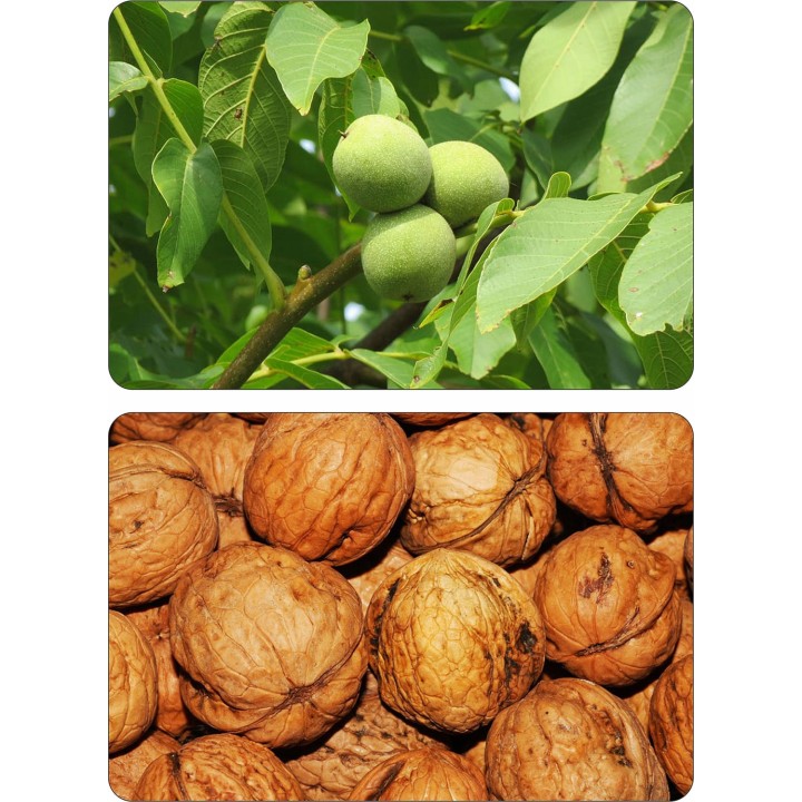 Orzech włoski Juglans regia – Pakiet 10 sadzonek 10–20 cm, zdrowe drzewa z paszportem