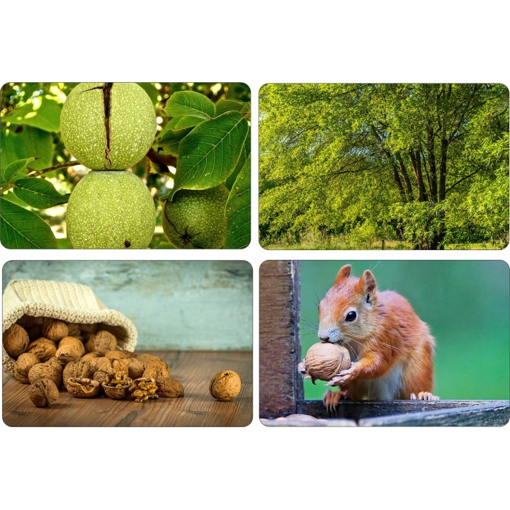 Orzech włoski Juglans regia – Pakiet 10 sadzonek 10–20 cm, zdrowe drzewa z paszportem