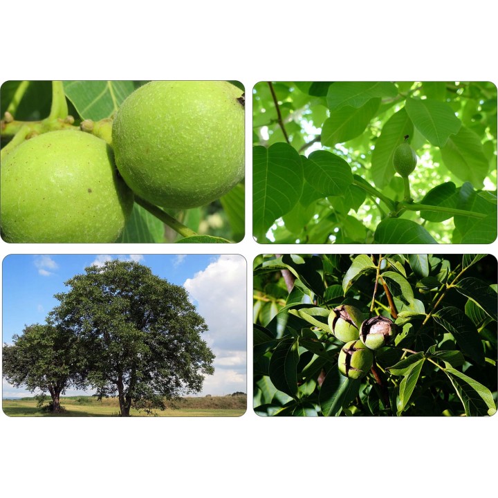 Orzech włoski Juglans regia – Pakiet 10 sadzonek 10–20 cm, zdrowe drzewa z paszportem