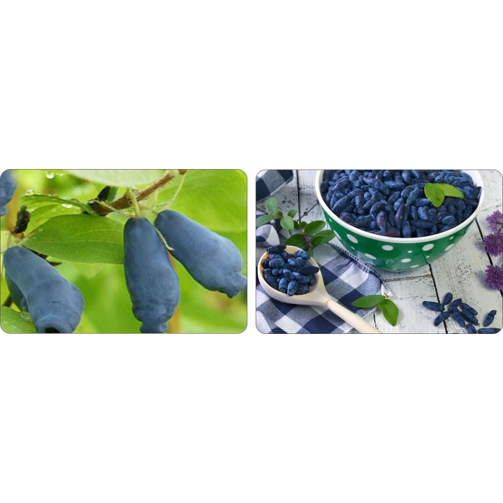 JAGODA KAMCZACKA Lonicera caerulea PYSZNE OWOCE