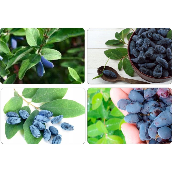 JAGODA KAMCZACKA Lonicera caerulea PYSZNE OWOCE