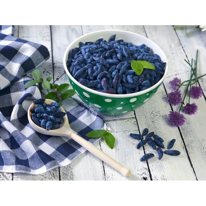 JAGODA KAMCZACKA Lonicera caerulea PYSZNE OWOCE