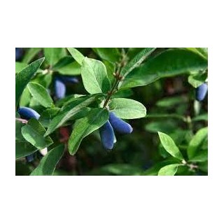 JAGODA KAMCZACKA Lonicera caerulea PYSZNE OWOCE