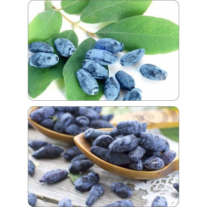 JAGODA KAMCZACKA Lonicera caerulea PYSZNE OWOCE