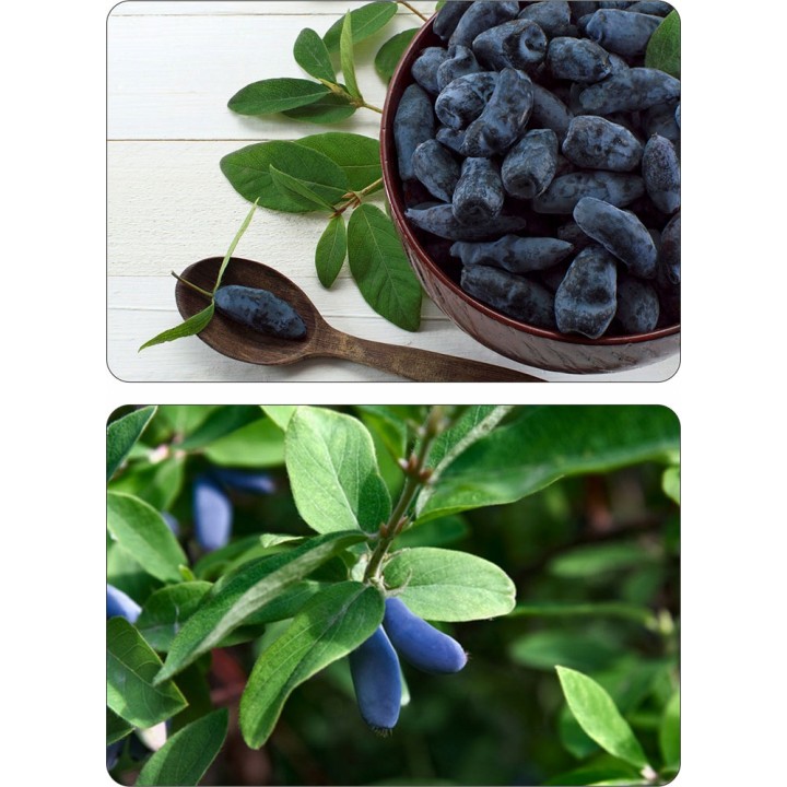 JAGODA KAMCZACKA Lonicera caerulea PYSZNE OWOCE