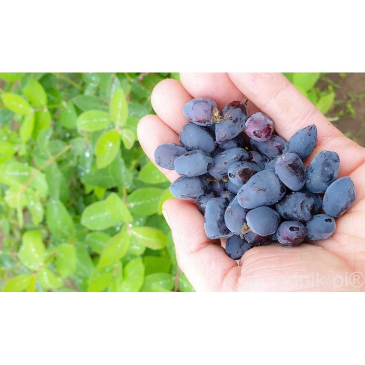 JAGODA KAMCZACKA Lonicera caerulea PYSZNE OWOCE