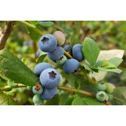 Borówka amerykańska MIX sadzonka owocująca 30–40 cm | odm. Bluecrop, Chandler, Duke, Toro
