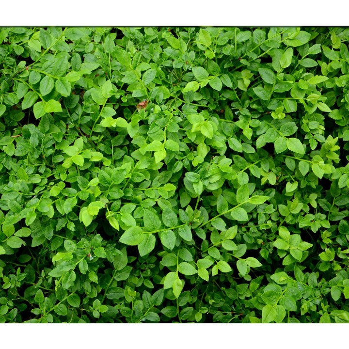 Borówka amerykańska MIX sadzonka owocująca 30–40 cm | odm. Bluecrop, Chandler, Duke, Toro