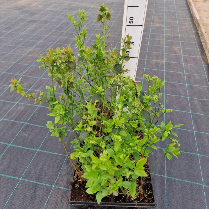 Borówka amerykańska MIX sadzonka owocująca 30–40 cm | odm. Bluecrop, Chandler, Duke, Toro