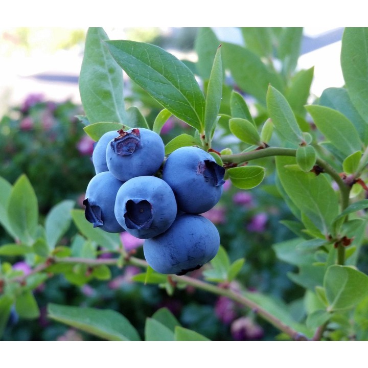 Borówka amerykańska MIX sadzonka owocująca 30–40 cm | odm. Bluecrop, Chandler, Duke, Toro