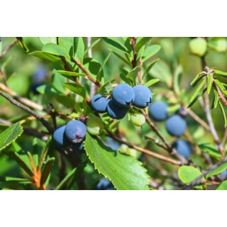 Borówka Amerykańska BLUECROP 30–40 cm | Sadzonka P3 – Smaczne, Owoce Superfood