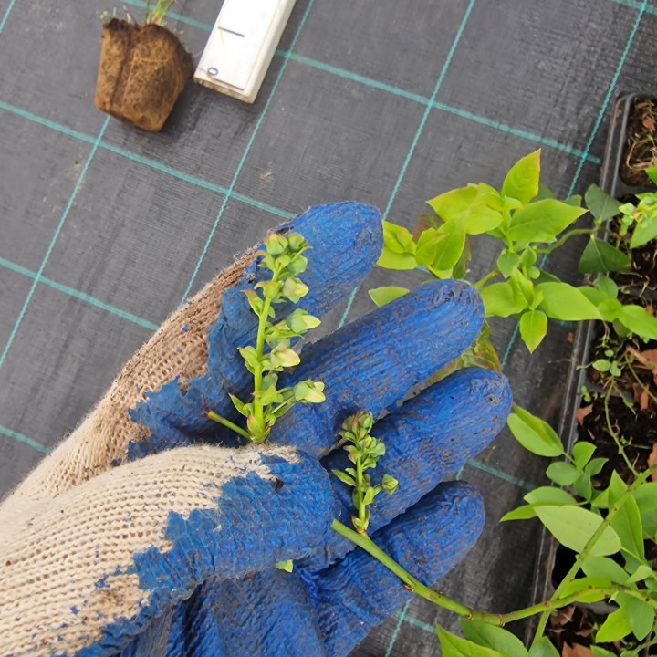 Borówka Amerykańska BLUECROP 30–40 cm | Sadzonka P3 – Smaczne, Owoce Superfood