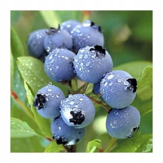Borówka amerykańska Bluecrop – smakowita sadzonka 40–50 cm, z paszportem, gotowa do sadzenia