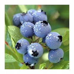Borówka amerykańska Bluecrop – smakowita sadzonka 40–50 cm, z paszportem, gotowa do sadzenia